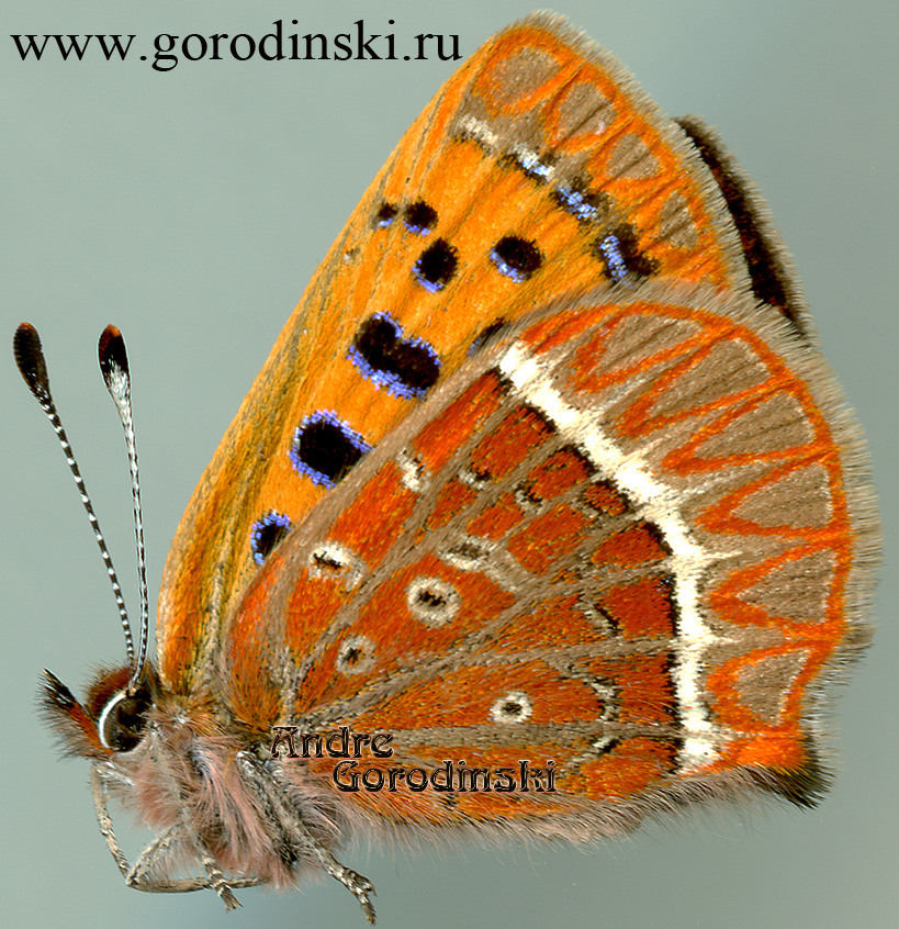 http://www.gorodinski.ru/lycaenidae/Lycaena pang.jpg